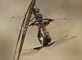 Mantled Baskettail